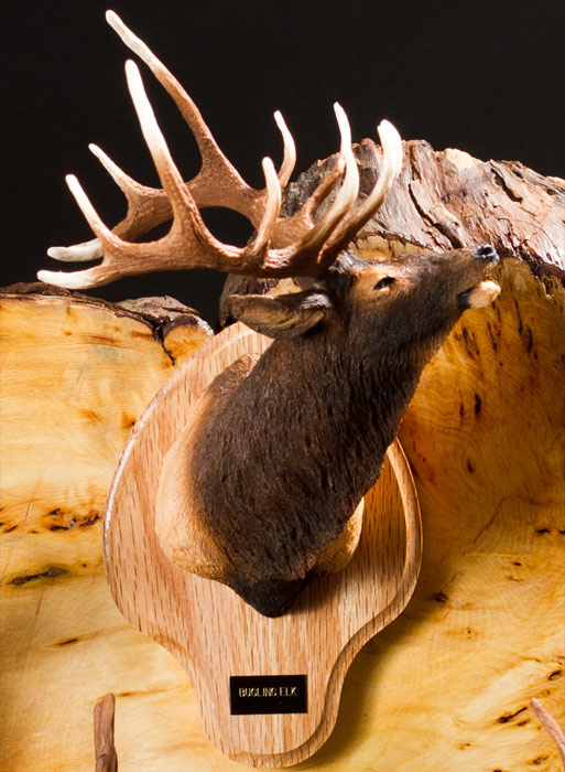 Bugling Elk Bust